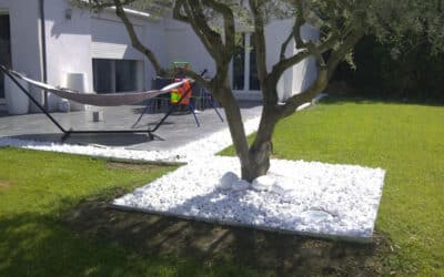 Quand tailler ses arbres à Montélimar ?